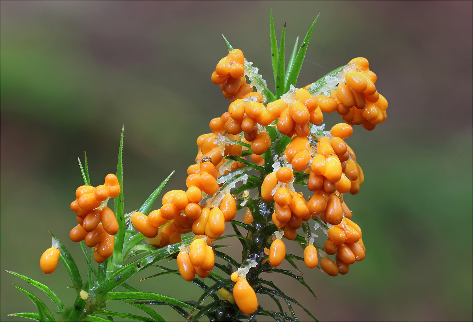 Löwenfrüchtchen (Leocarpus fragilis)