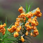 Löwenfrüchtchen (Leocarpus fragilis)