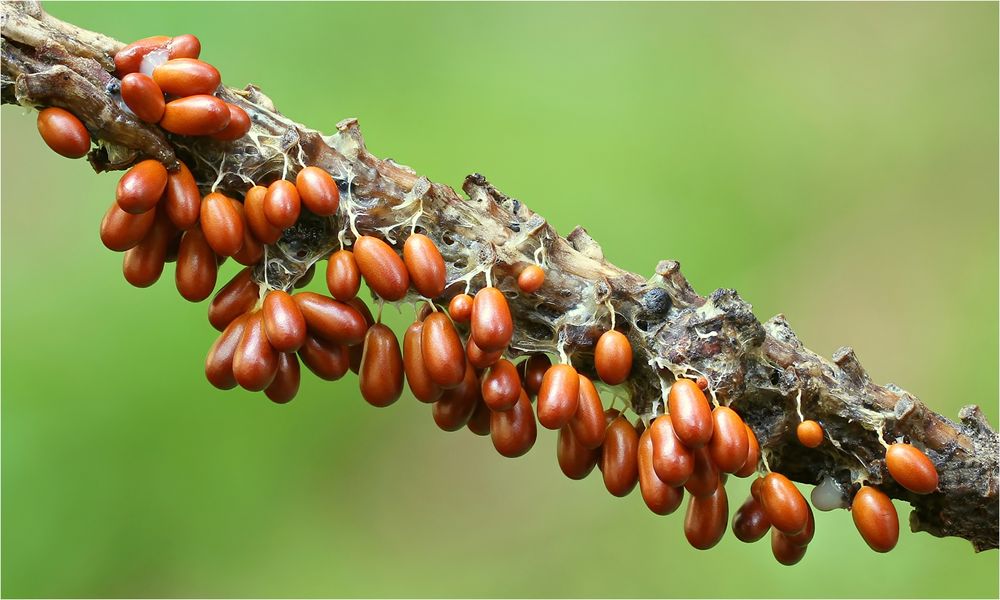 Löwenfrüchtchen (Leocarpus fragilis) 