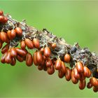 Löwenfrüchtchen (Leocarpus fragilis) 