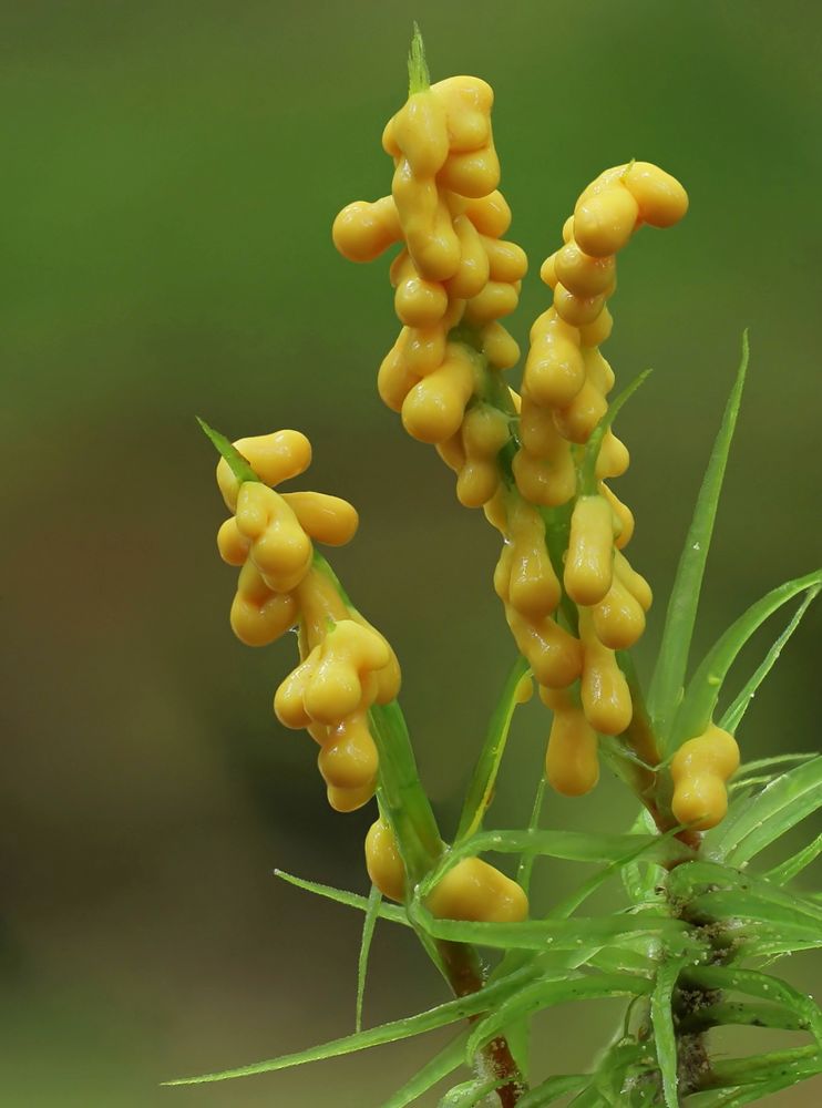 Löwenfrüchtchen (Leocarpus fragilis)