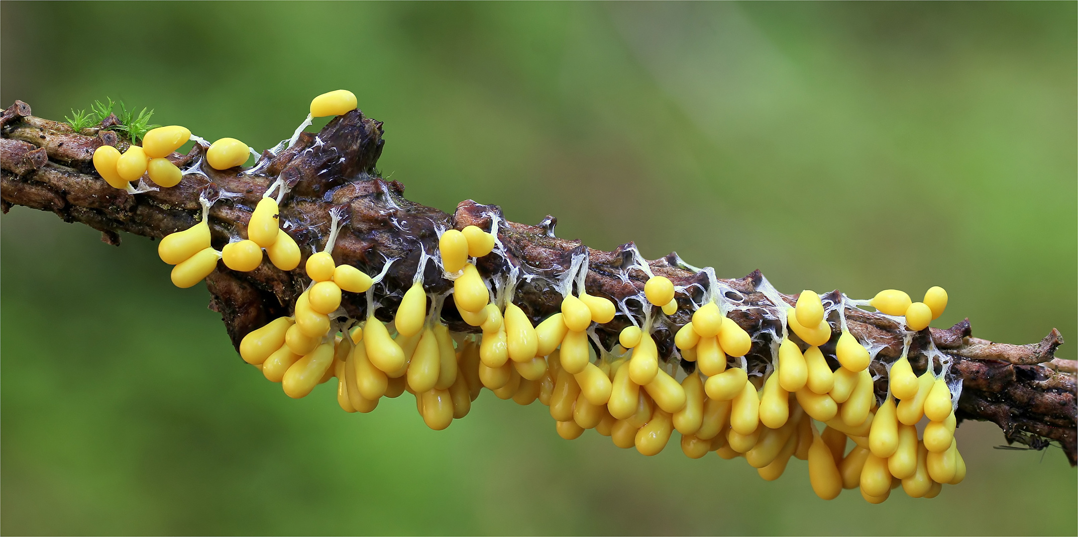 Löwenfrüchtchen (Leocarpus fragilis)