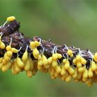 Löwenfrüchtchen (Leocarpus fragilis)