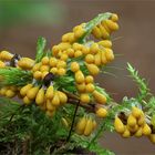 Löwenfrüchtchen (Leocarpus fragilis)