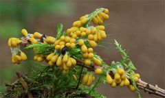 Löwenfrüchtchen (Leocarpus fragilis)