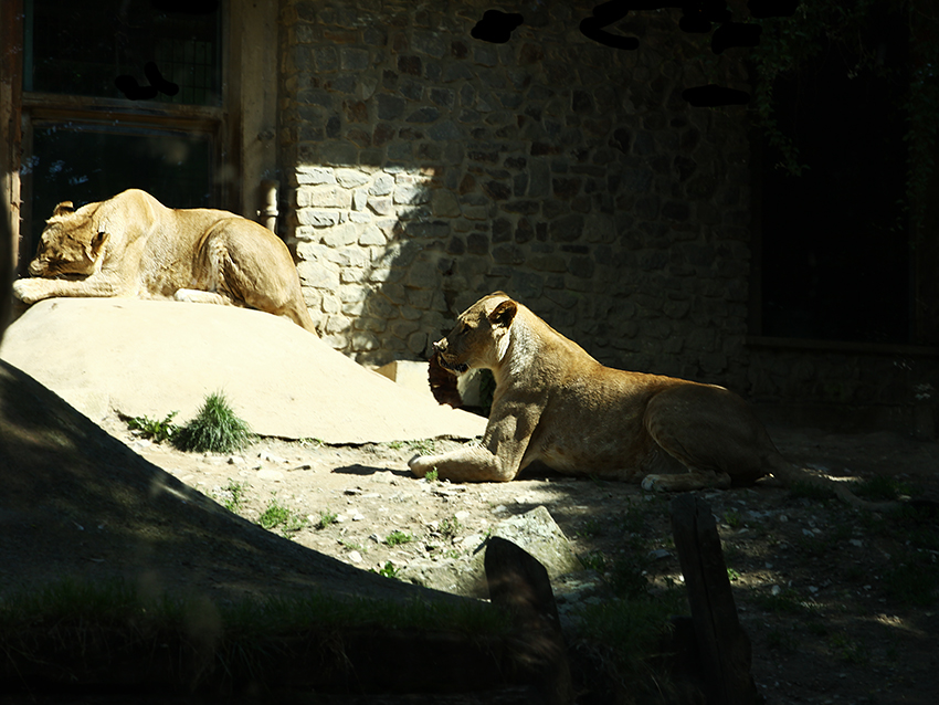 Löwenfütterung in der Sonne