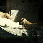 Löwenfütterung in der Sonne