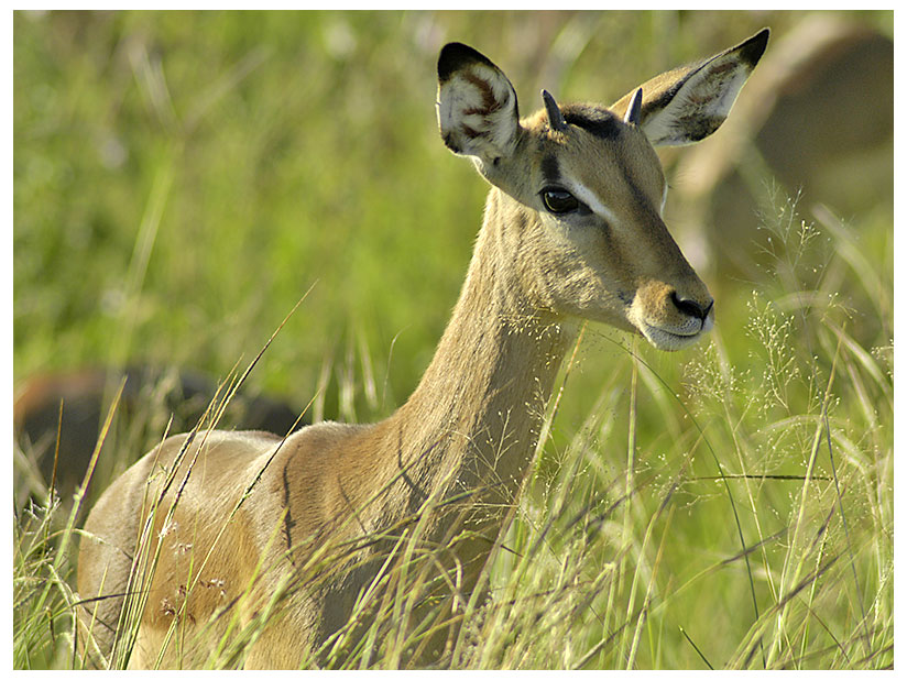 Löwenfutter - so nannte unser Reiseleiter im Krueger NP die schönen Impala-Antilopen