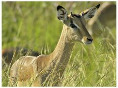 Löwenfutter - so nannte unser Reiseleiter im Krueger NP die schönen Impala-Antilopen