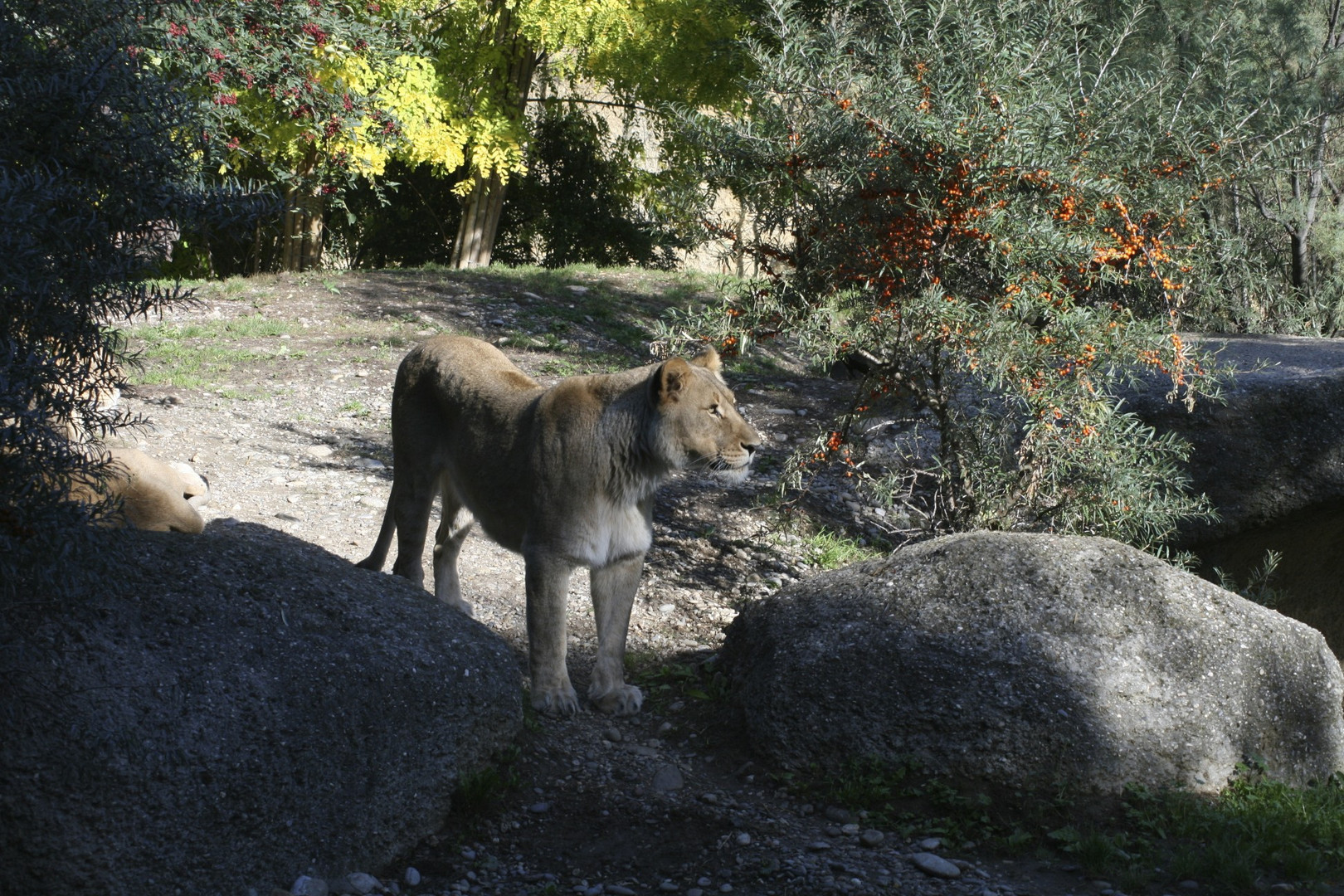 Löwengarten