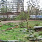 Löwengehege Pamorama in Kölner Zoo