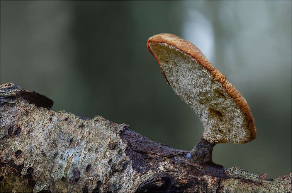 Löwengelber Stielporling (Polyporus leptocephalus)