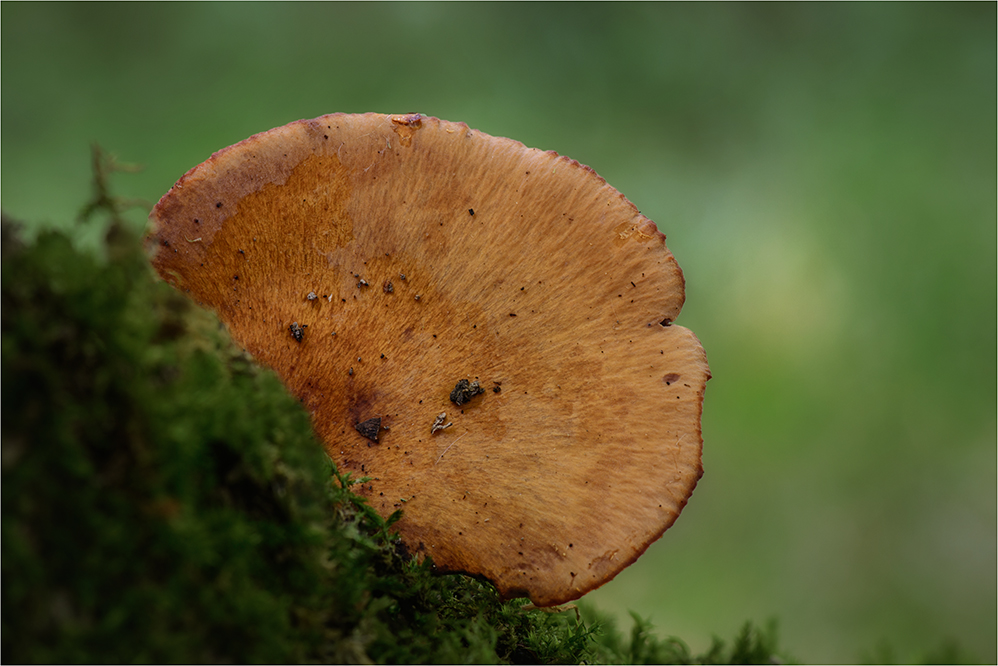 löwengelber Stielporling (von oben)