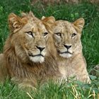 Löwengeschwister