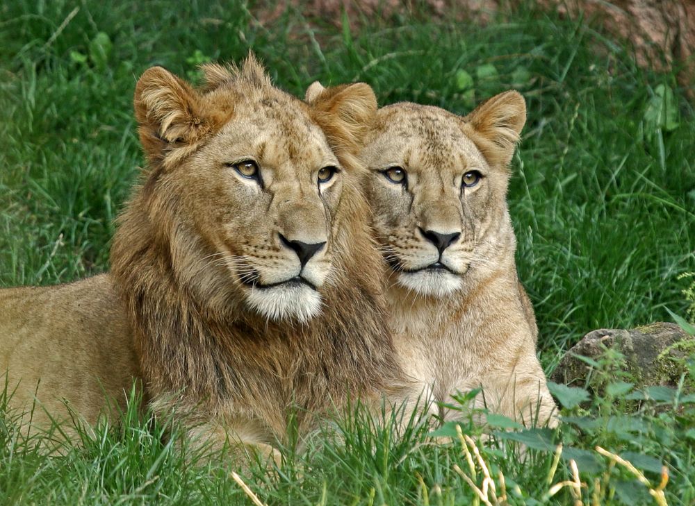 Löwengeschwister