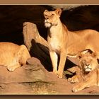Löwengruppe