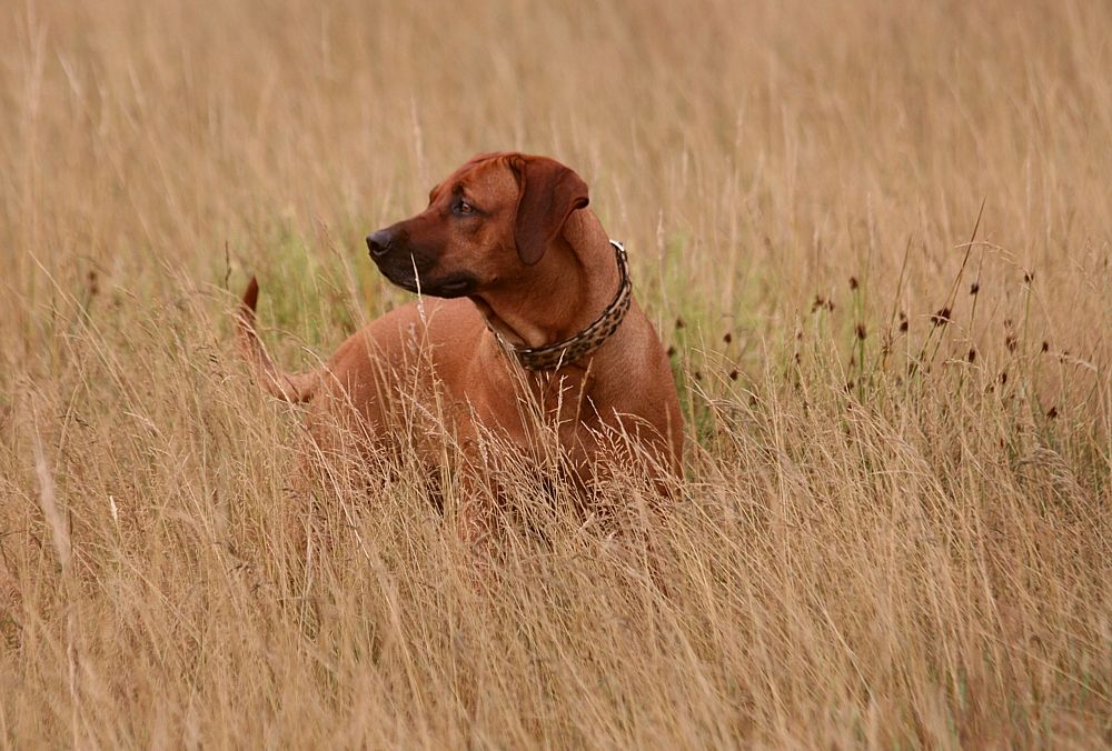 Löwenhund