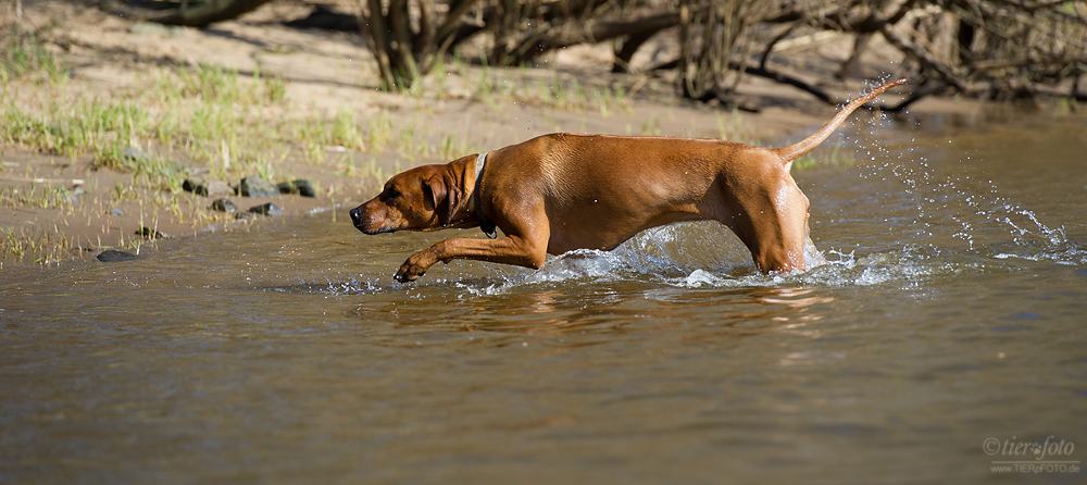 Löwenhund im Wasserloch