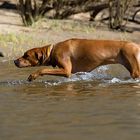 Löwenhund im Wasserloch