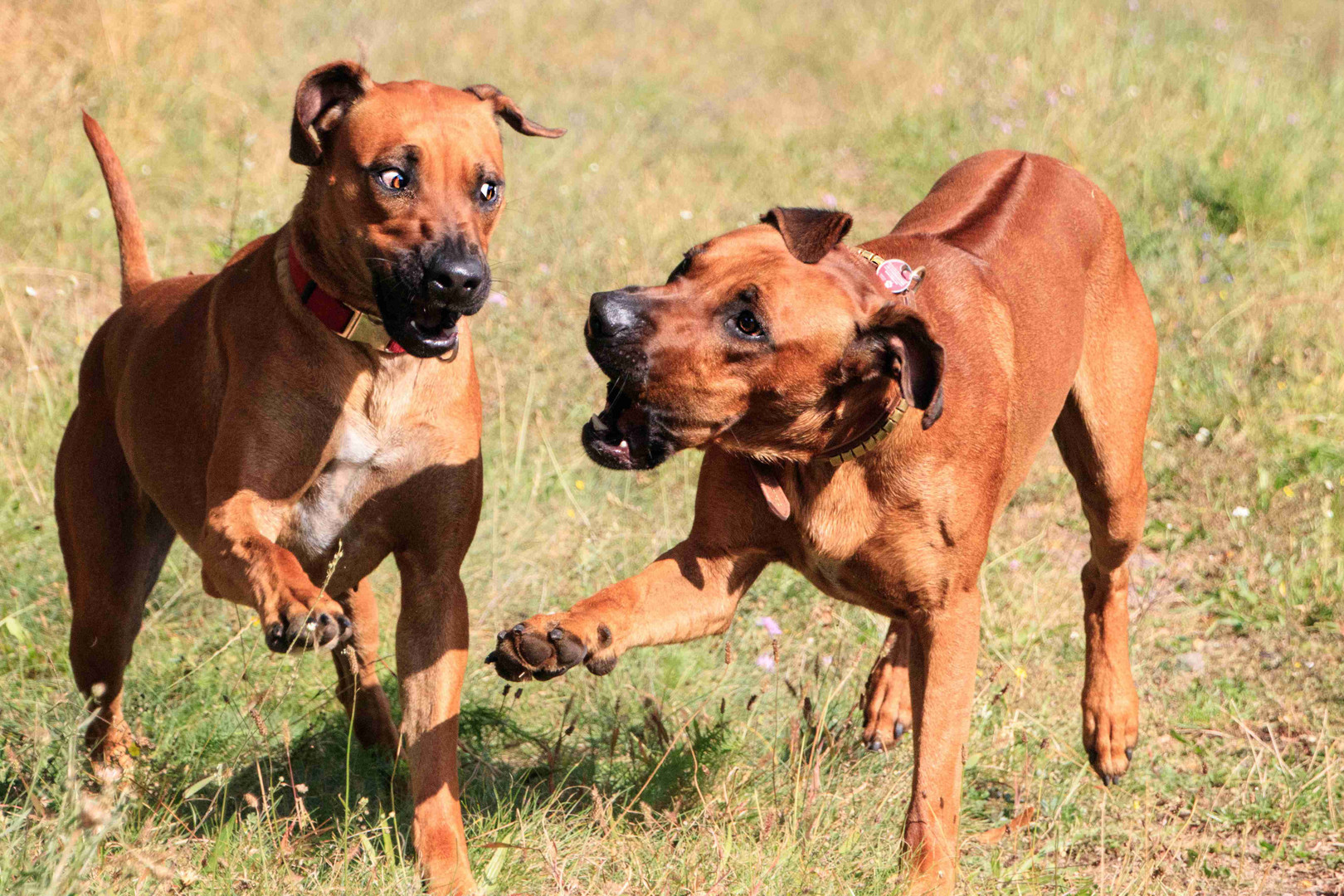 Löwenhunde