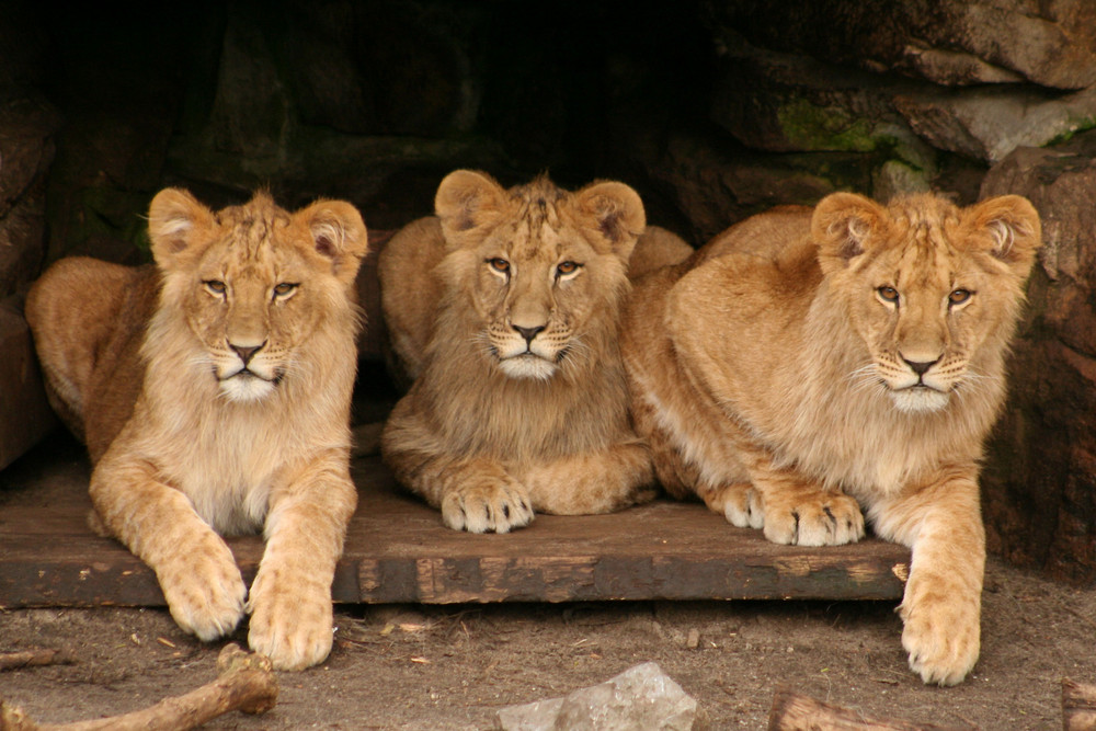 Löwenjunge im Allwetterzoo Münster