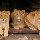 Löwenjunge im Allwetterzoo Münster