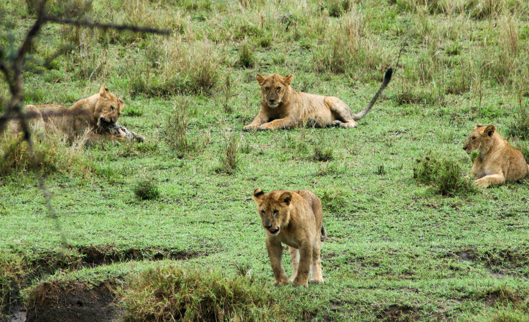 Löwenjunge im Serengeti Nationalpark