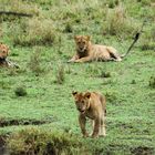 Löwenjunge im Serengeti Nationalpark