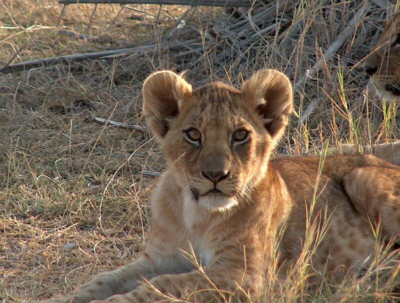 Löwenjunge in Afrika