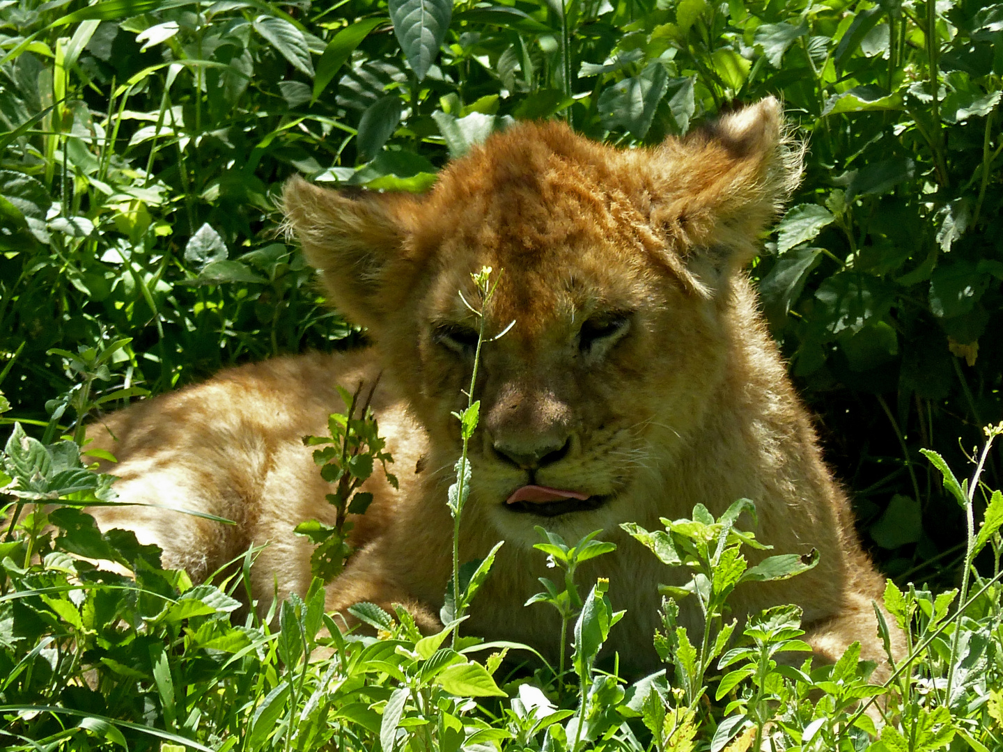 Löwenjunges