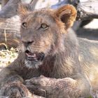 Löwenjunges im Chobe Nationalpark, Botswana