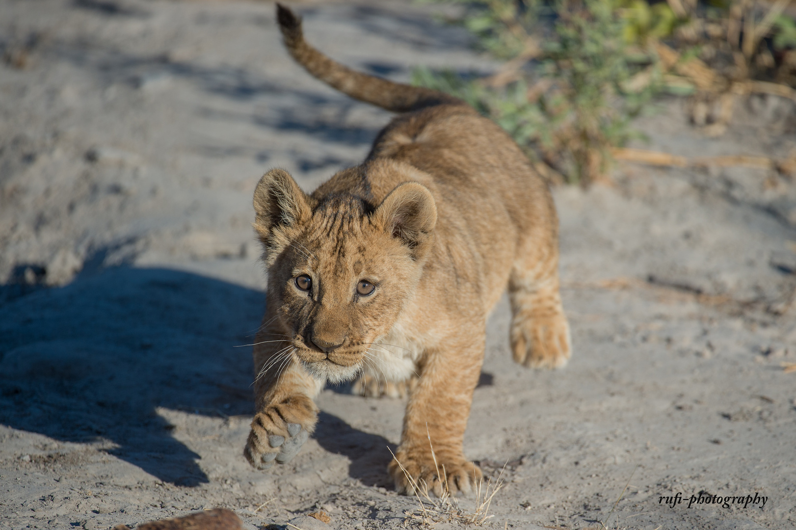 Löwenjunges in Botswana