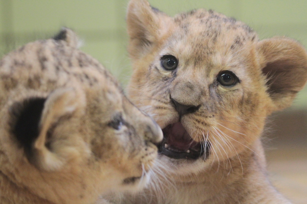 Löwenjungtiere Zoo Dortmund