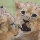 Löwenjungtiere Zoo Dortmund