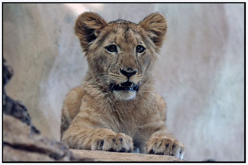 Löwenkind Lucy vom Bergzoo Halle