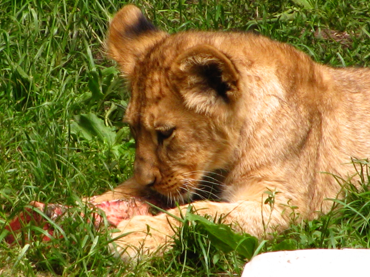 Löwenkind mit Leckerchen