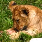 Löwenkind mit Leckerchen