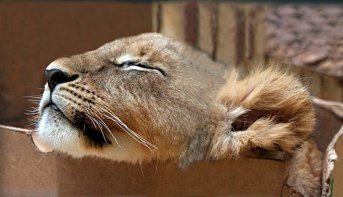 Löwenkind schlafend im Pappkarton