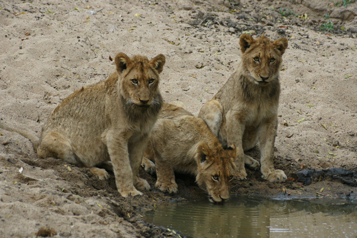 Löwenkinder am Wasserloch