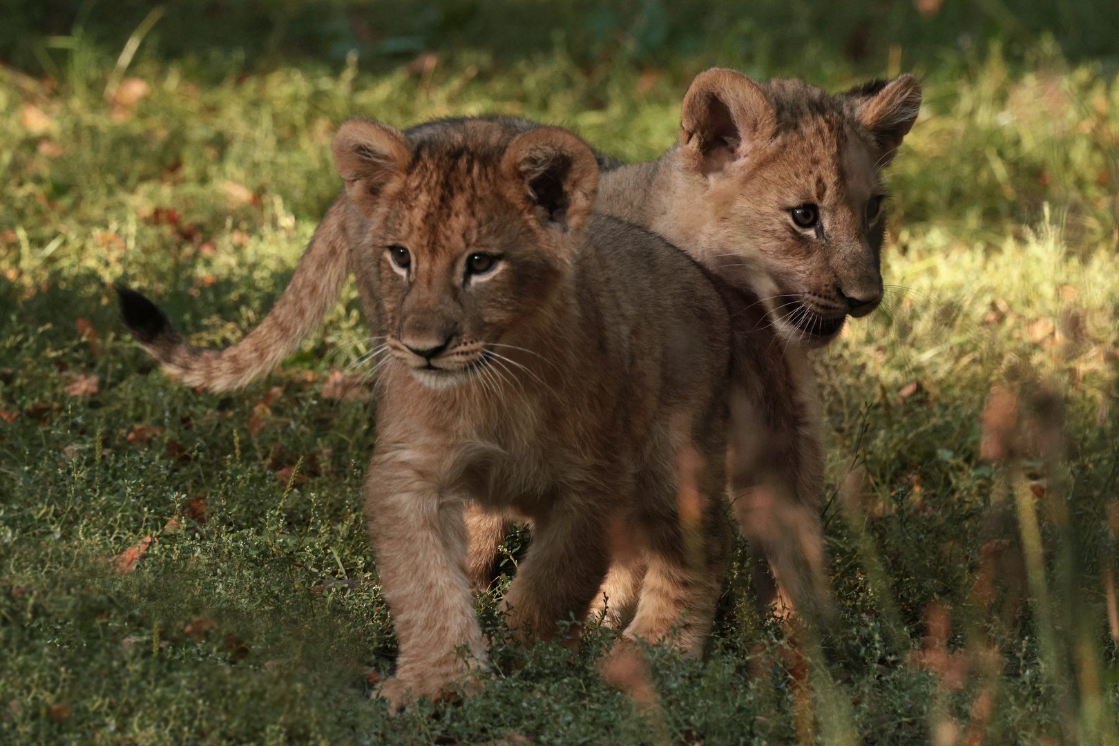 Löwenkinder im Zoo Leipzig