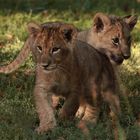 Löwenkinder im Zoo Leipzig