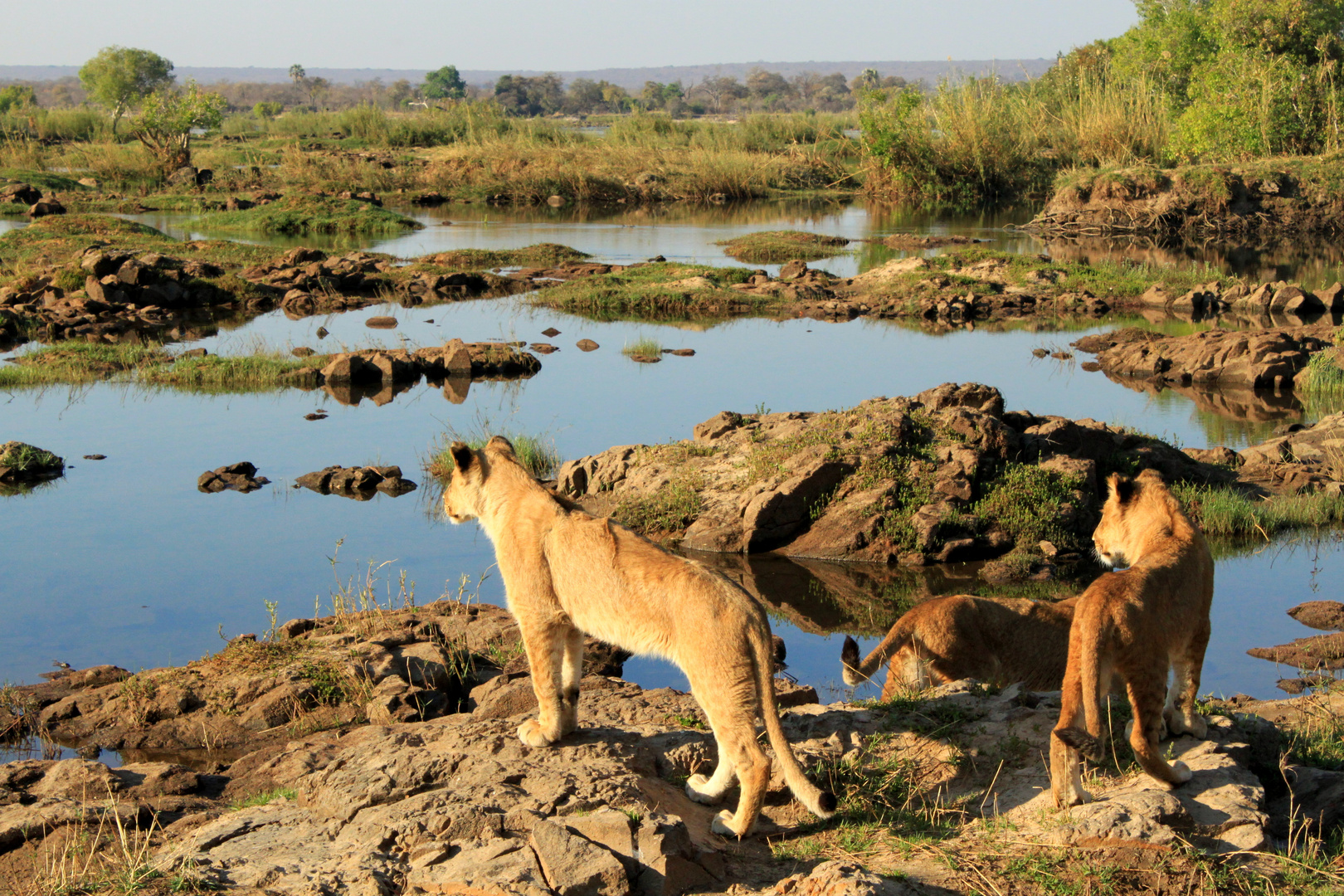 Löwenkinder in Afrika