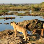 Löwenkinder in Afrika