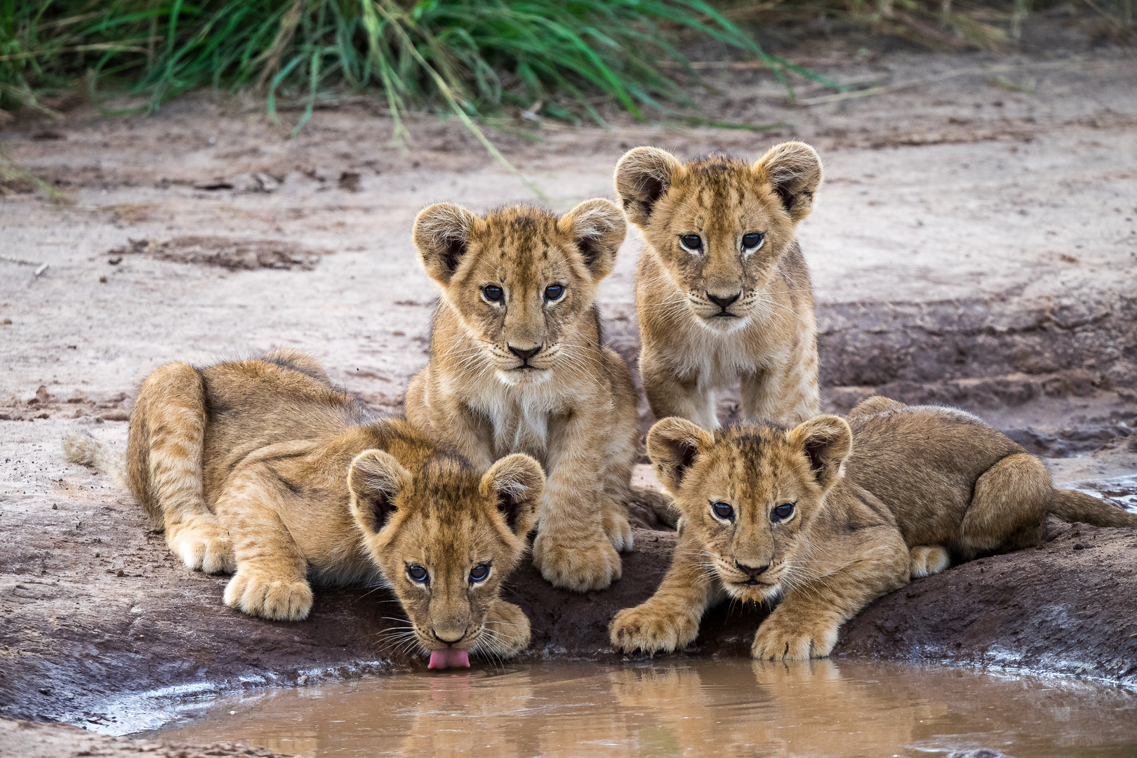 Löwenkinder Uganda 