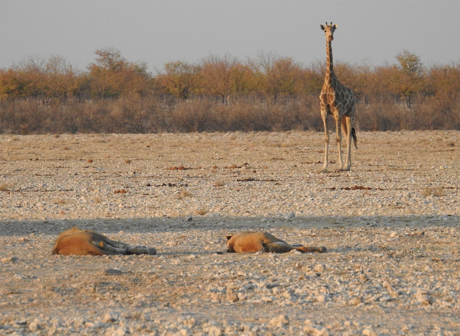 Löwenkontrolle: Die Giraffe beobachtet genau die vor ihr liegenden Löwen