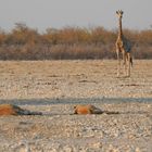 Löwenkontrolle: Die Giraffe beobachtet genau die vor ihr liegenden Löwen