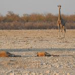 Löwenkontrolle: Die Giraffe beobachtet genau die vor ihr liegenden Löwen