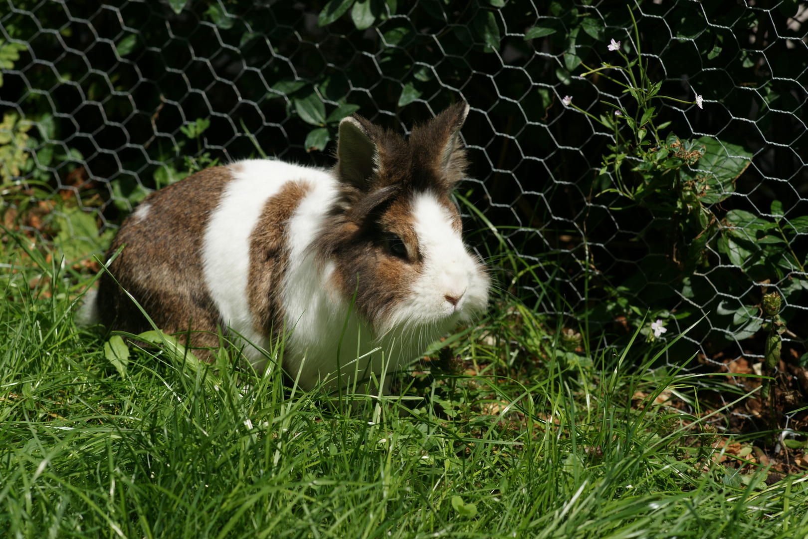 Löwenkopfkaninchen