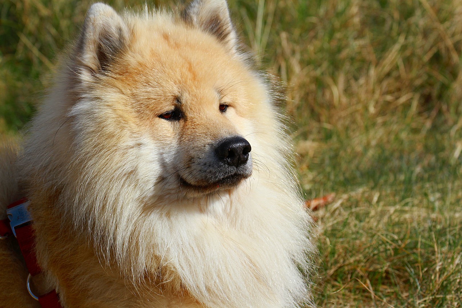 Hund Mit Löwenmähne