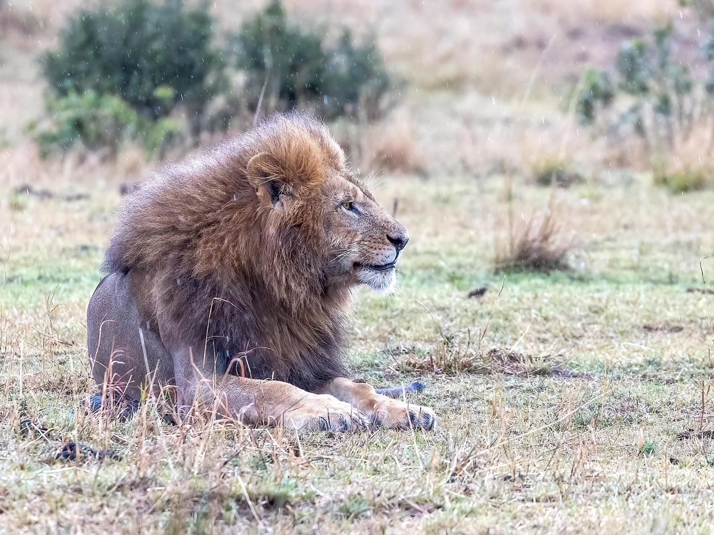 Löwenmännchen im Regen in der Massai Mara im August 2022